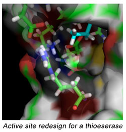 Active site redesign for a thioeserase.