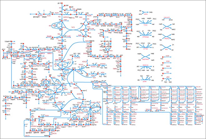 Predictive kinetic model paves the way for designing microbial factories