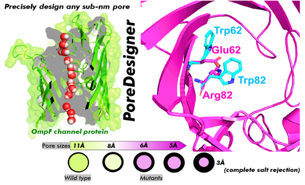 Image outlining the basics of PoreDesigner's workflow for altering the pore size of a bacterial channel protein