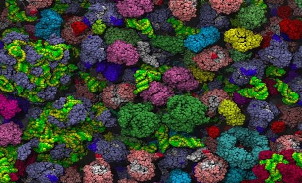 Molecular model of the crowded interior of a bacterial cell