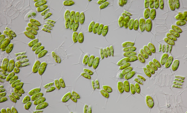 Microscopic image of green algae 