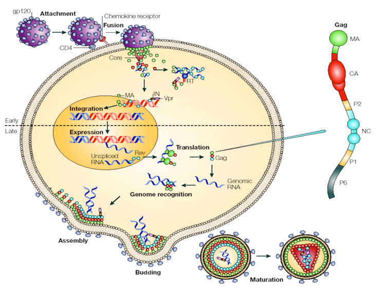 Nature Reviews: Microbiology, 3(8), pp 643-655, 2005.