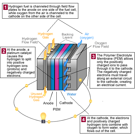 Diagram: How a PEM fuel cell works.  1. Hydrogen fuel is channeled through field flow plates to the anode on one side of the fuel cell, 
    while oxygen from the air is channeled to the cathode on the other side of the cell.  2. At the anode, a platinum catalyst causes the hydrogen to 
    split into positive hydrogen ions (protons) and negatively charged electrons.  3. The Polymer Electrolyte Membrane (PEM) allows only the positively 
    charged ions to pass through it to the cathode.  The negatively charged electrons must travel along an external circuit to the cathode, creating an electrical current.  
    4. At the cathode, the electrons and positively charged hydrogen ions combine with oxygen to form water, which flows out of the cell.