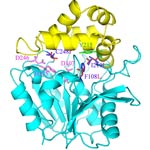 Epoxide hydrolase from Agrobacterium radiobacter 
    AD1 triple mutant F108L/I219L/C248I, which has enhanced activity toward aerobic mineralization of cis-1,2-dichloroethylene.