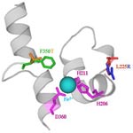 Naphthalene dioxygenase from 
    Ralstonia s p. strain U 2 showing saturation mutagenesis variant NagAc F350T.