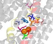 The alpha subunit (TouA) of the toluene-o-xylene monooxygenase (ToMO) hydroxylase from Pseudomonas stutzeri OX1.